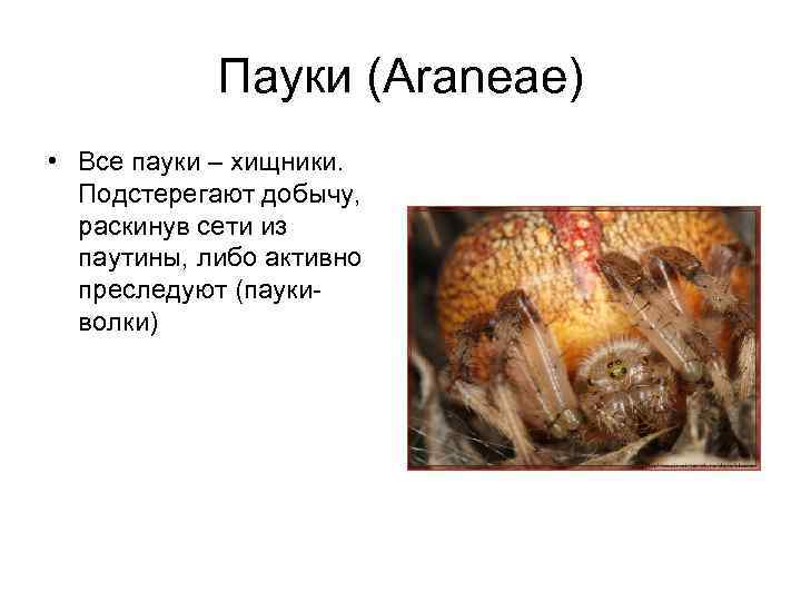 Пауки (Araneae) • Все пауки – хищники. Подстерегают добычу, раскинув сети из паутины, либо