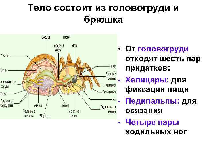 Тело организмов состоит из. Придатки головы паукообразных. Опорно двигательная система паукообразных. Хелицеры, педипальпы, 4 пары ходильных ног;. Тело состоит из головогруди и брюшка.