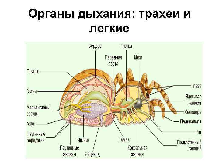 Дыхательная система паукообразных. Класс паукообразные дыхательная система. Органы дыхательной системы у паукообразных. Класс паукообразные органы дыхания.