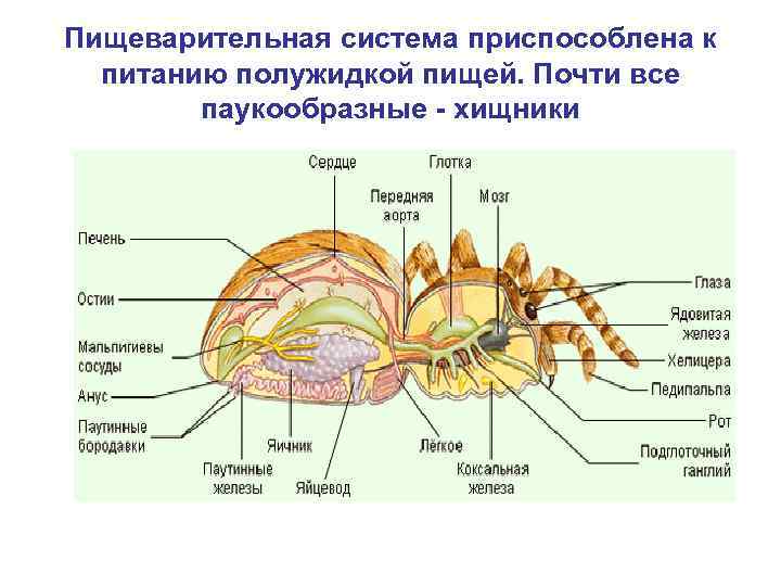 Пищеварительная система приспособлена к питанию полужидкой пищей. Почти все паукообразные - хищники 