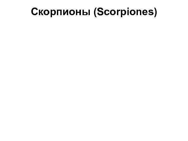 Скорпионы (Scorpiones) 