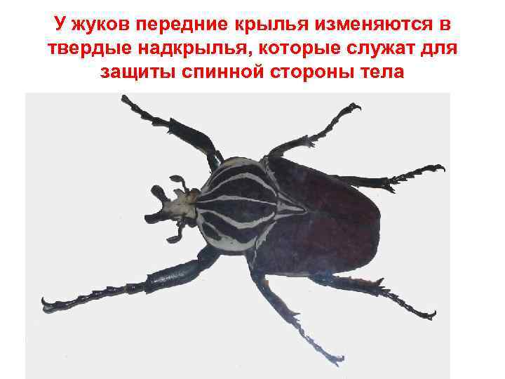 У жуков передние крылья изменяются в твердые надкрылья, которые служат для защиты спинной стороны