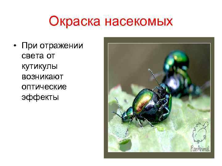 Окраска насекомых • При отражении света от кутикулы возникают оптические эффекты 