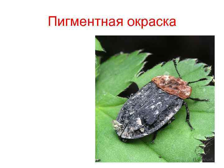 Пигментная окраска 