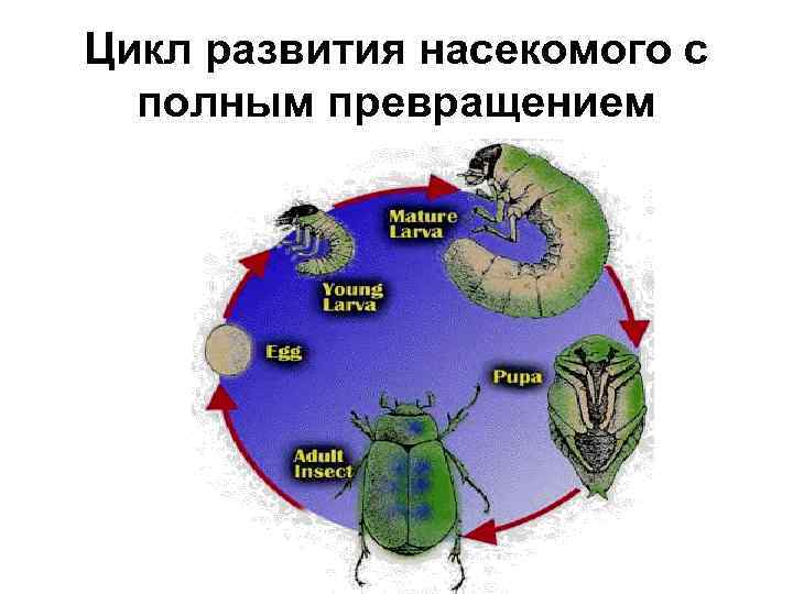 Цикл развития насекомого с полным превращением 
