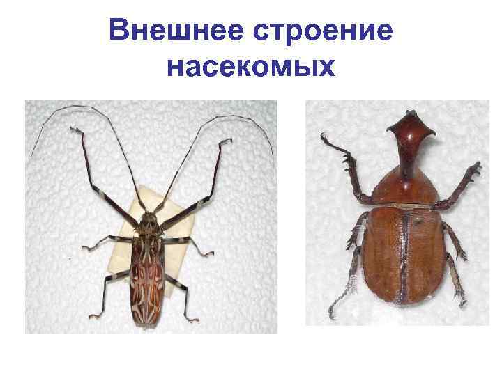 Внешнее строение насекомых 