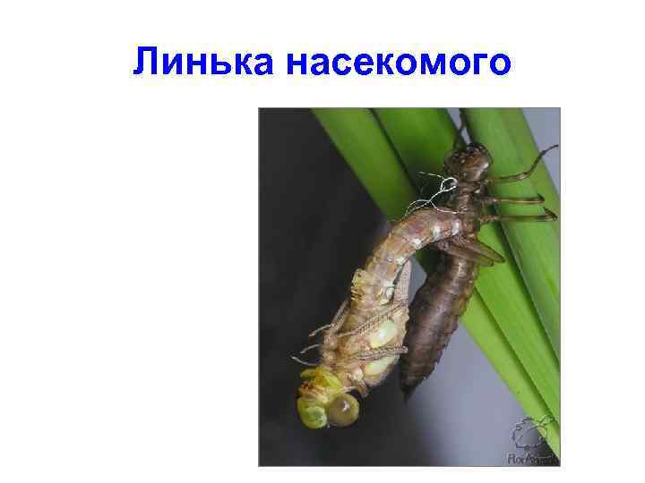 Линька насекомого 