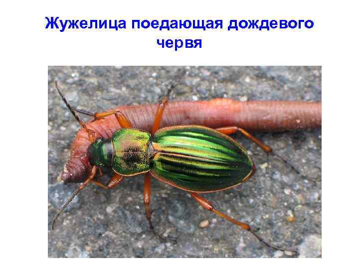 Жужелица поедающая дождевого червя 