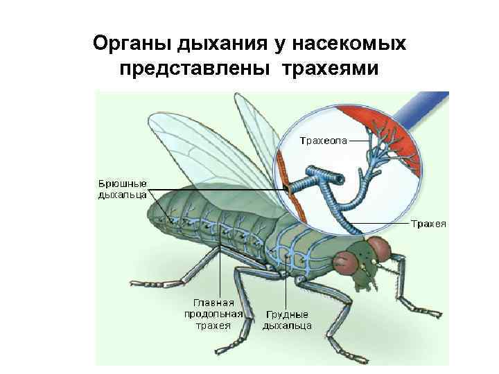Органы дыхания у насекомых представлены трахеями 