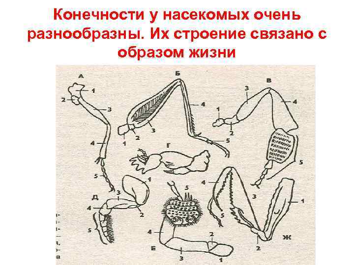 Конечности у насекомых очень разнообразны. Их строение связано с образом жизни 