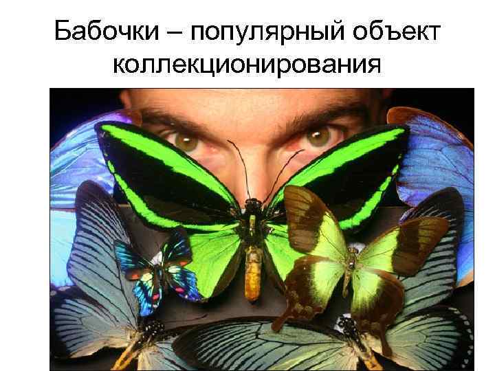 Бабочки – популярный объект коллекционирования 