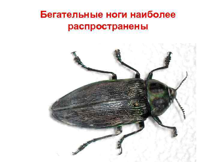 Бегательные ноги наиболее распространены 