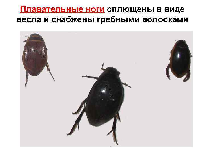 Плавательные ноги сплющены в виде весла и снабжены гребными волосками 