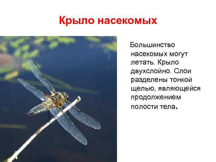 Крыло насекомых Большинство насекомых могут летать. Крыло двухслойно. Слои разделены тонкой щелью, являющейся продолжением