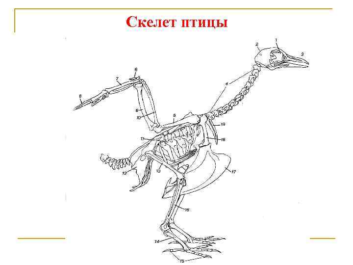 Какие особенности строения скелета птиц не связаны. Скелет птицы. Скелет птицы спереди. Строение скелета птицы. Приспособление скелета птиц.