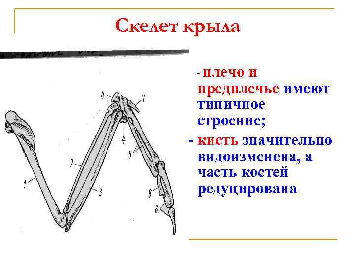 Передние конечности птиц особенности строения. Скелет крыла. Скелет крыла птицы. Строение крыла скелет. Строение крыла птицы скелет.