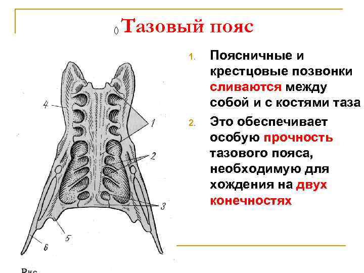 () Тазовый пояс 1. 2. Поясничные и крестцовые позвонки сливаются между собой и с