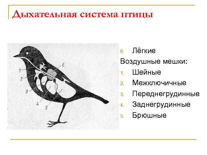 Кровь в легких птиц. Дыхательная система птиц. Строение дыхательной системы птиц. Дыхательная система птиц легкие. Схема дыхательной системы птицы.
