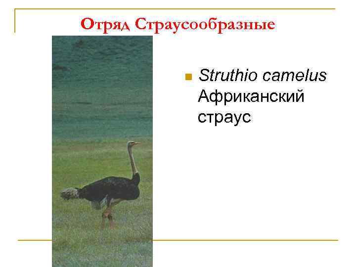 Отряд Страусообразные n Struthio camelus Африканский страус 