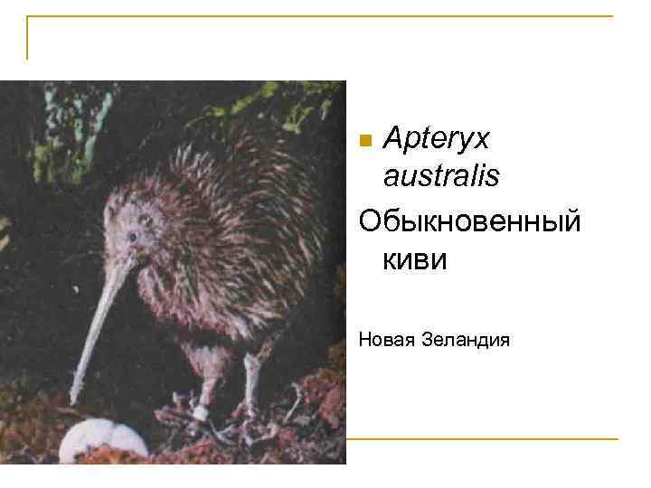 Apteryx australis Обыкновенный киви n Новая Зеландия 