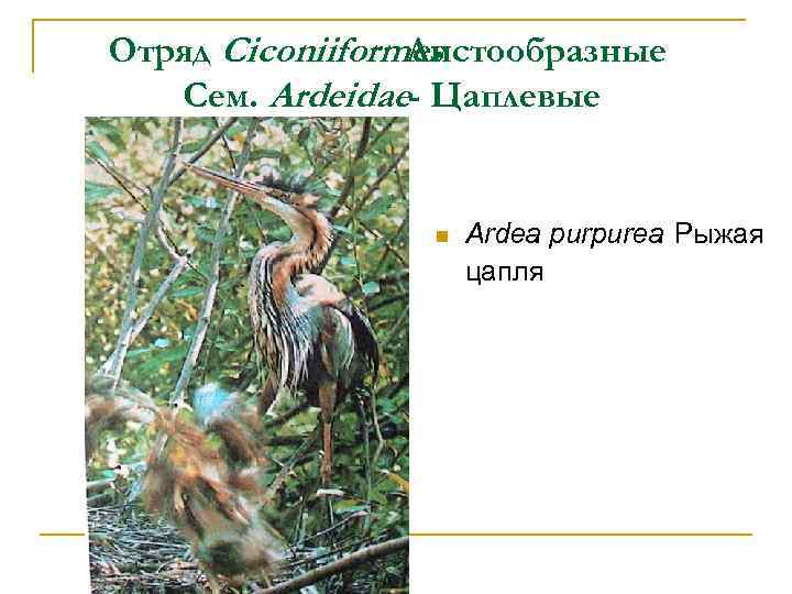 Отряд Ciconiiformes Аистообразные Сем. Ardeidae- Цаплевые n Ardea purpurea Рыжая цапля 