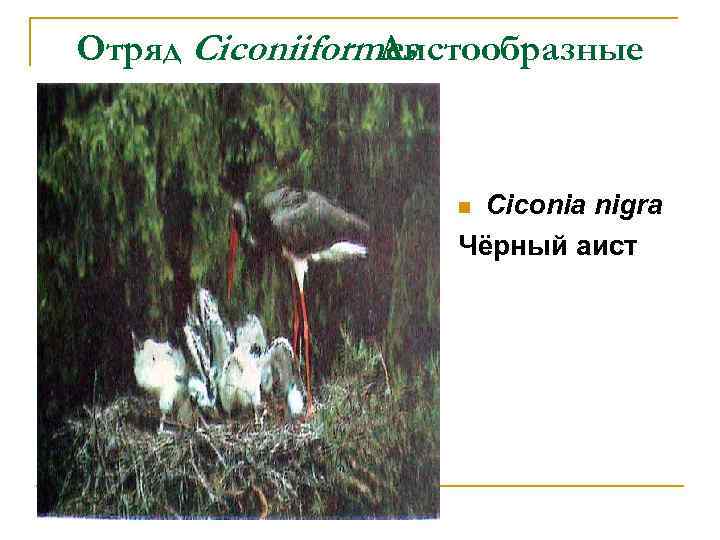 Отряд Ciconiiformes Аистообразные Ciconia nigra Чёрный аист n 