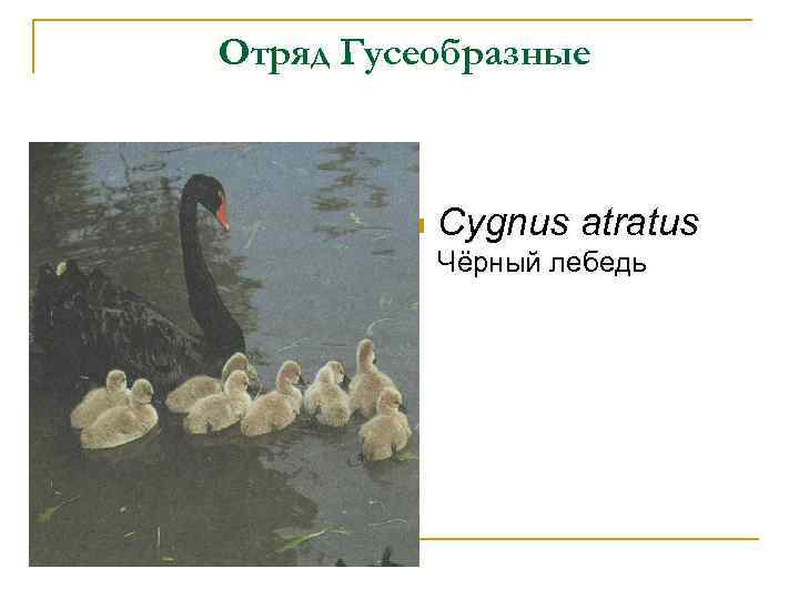 Отряд Гусеобразные n Cygnus atratus Чёрный лебедь 