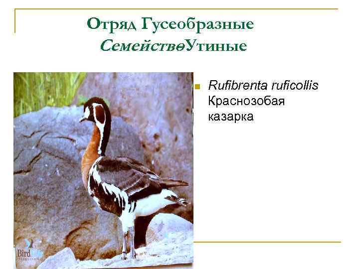 Отряд Гусеобразные Семейство Утиные n Rufibrenta ruficollis Краснозобая казарка 