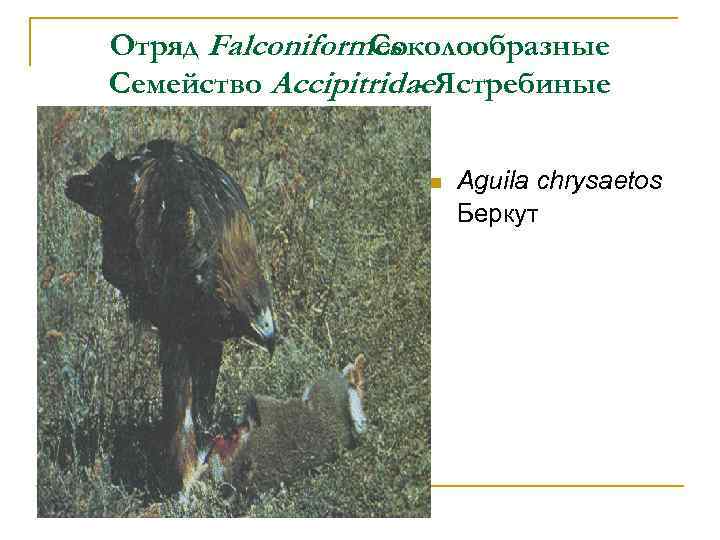 Отряд Falconiformes Соколообразные Семейство Accipitridae. Ястребиные n Aguila chrysaetos Беркут 