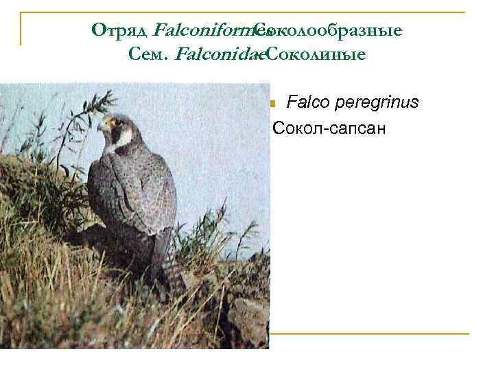 Отряд Falconiformes Соколообразные Сем. Falconidae. Соколиные Falco peregrinus Сокол-сапсан n 