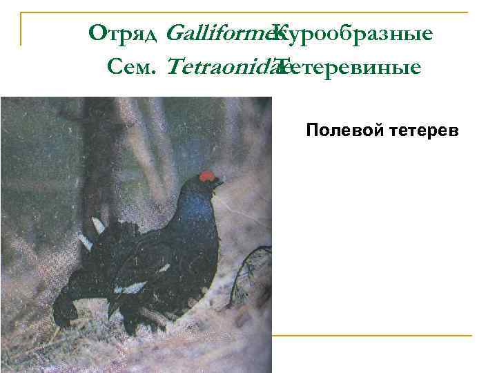 Отряд Galliformes Курообразные Сем. Tetraonidae Тетеревиные Полевой тетерев 