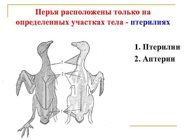 Как располагаются перья на теле птицы. Птерилии и аптерии. Аптерии у птиц. Птерилии и аптерии птицы. Расположение птерилий на теле птицы.