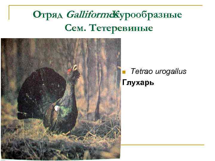 Отряд Galliformes Курообразные Сем. Тетеревиные Tetrao urogallus Глухарь n 