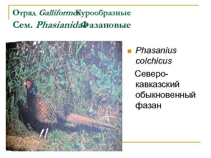 Отряд Galliformes Курообразные Сем. Phasianidae Фазановые n Phasanius colchicus Северокавказский обыкновенный фазан 