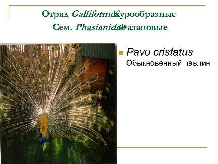 Отряд Galliformes Курообразные Сем. Phasianidae Фазановые n Pavo cristatus Обыкновенный павлин 