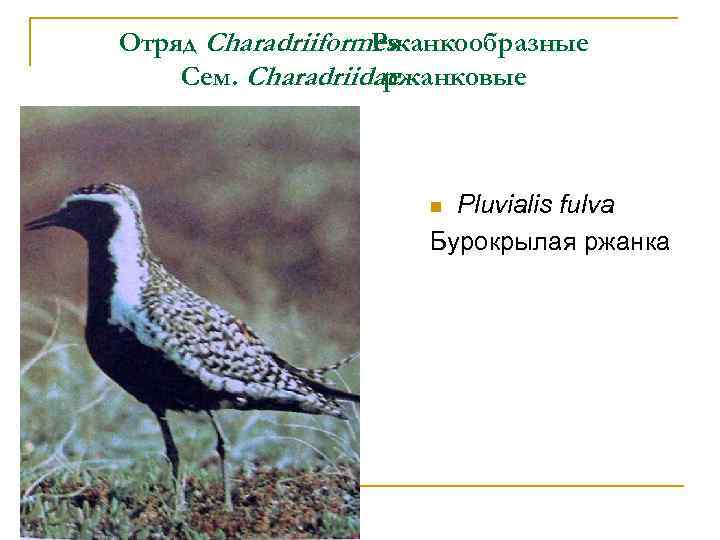 Отряд Charadriiformes Ржанкообразные Сем. Charadriidae ржанковые Pluvialis fulva Бурокрылая ржанка n 