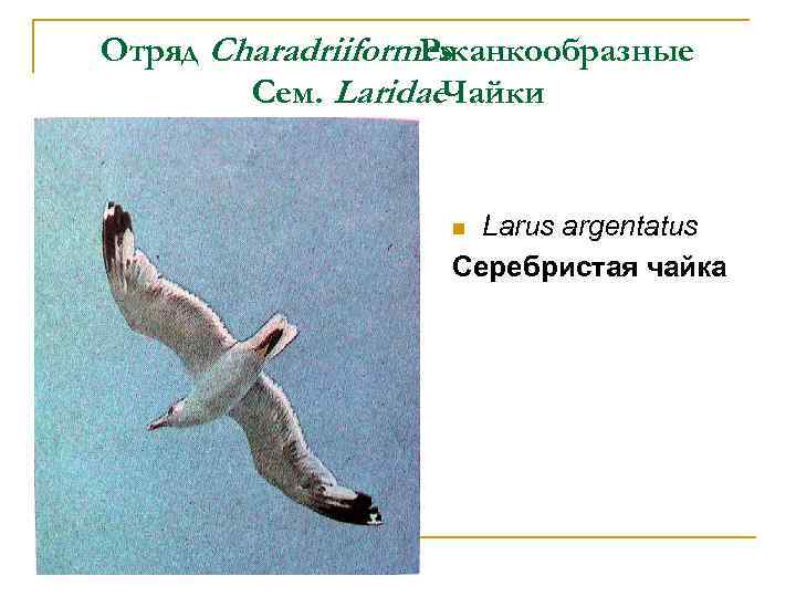 Отряд Charadriiformes Ржанкообразные Сем. Laridae. Чайки Larus argentatus Серебристая чайка n 