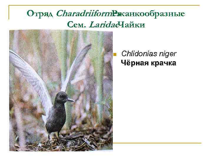 Отряд Charadriiformes Ржанкообразные Сем. Laridae. Чайки n Chlidonias niger Чёрная крачка 