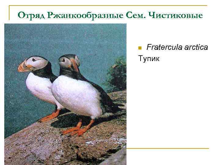 Отряд Ржанкообразные Сем. Чистиковые Fratercula arctica Тупик n 