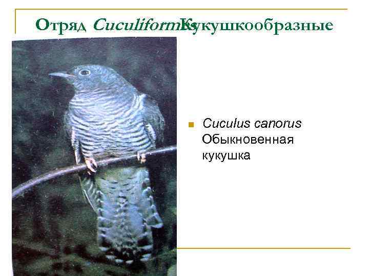 Отряд Cuculiformes Кукушкообразные n Cuculus canorus Обыкновенная кукушка 