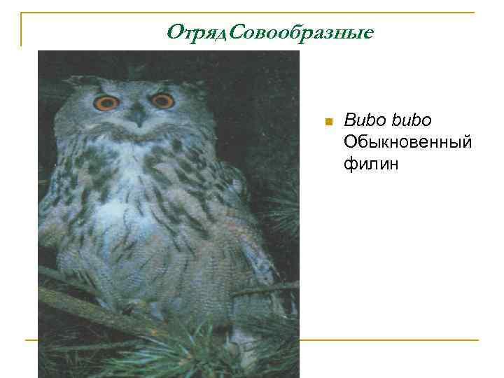 Отряд. Совообразные n Bubo bubo Обыкновенный филин 