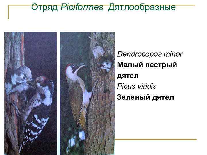 Отряд Piciformes Дятлообразные Dendrocopos minor Малый пестрый дятел Picus viridis Зеленый дятел 