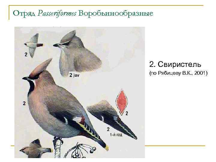 Отряд Passeriformes Воробьинообразные 2. Свиристель (по Рябицеву В. К. , 2001) 