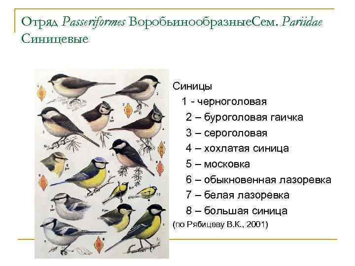 Отряд Passeriformes Воробьинообразные. Сем. Pariidae Синицевые Синицы 1 - черноголовая 2 – буроголовая гаичка