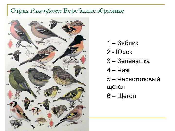Воробьинообразные птицы таблица. Отряд Воробьинообразные щегол. Характеристика отряда воробьинообразных. Признаки отряда Воробьинообразные. Характеристика воробьинообразных птиц.