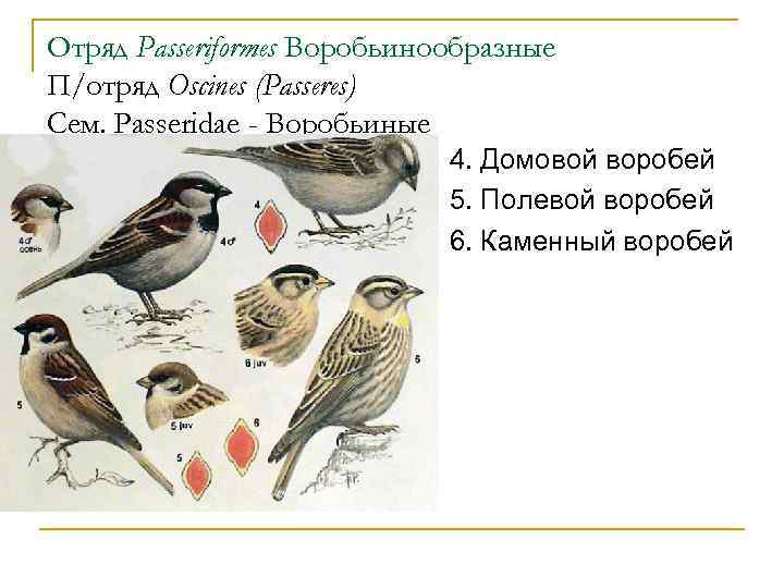 Отряд Passeriformes Воробьинообразные П/отряд Oscines (Passeres) Сем. Passeridae - Воробьиные 4. Домовой воробей 5.