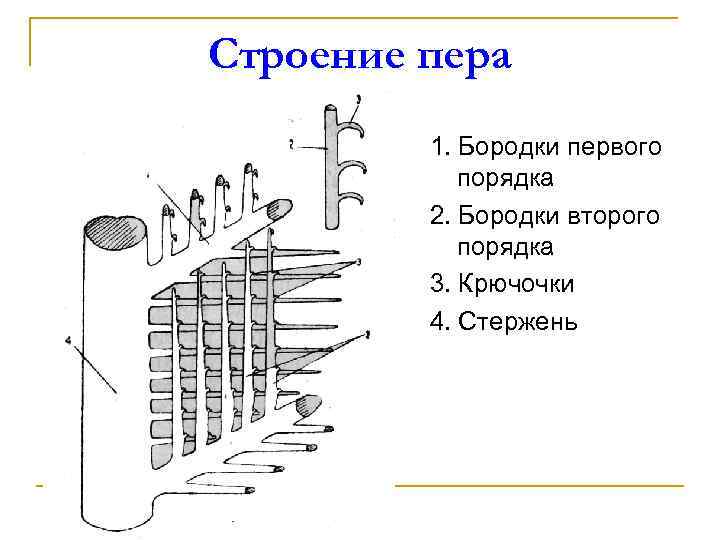 Строение пера 1. Бородки первого порядка 2. Бородки второго порядка 3. Крючочки 4. Стержень