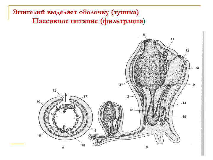 Эпителий выделяет оболочку (туника) Пассивное питание (фильтрация) 