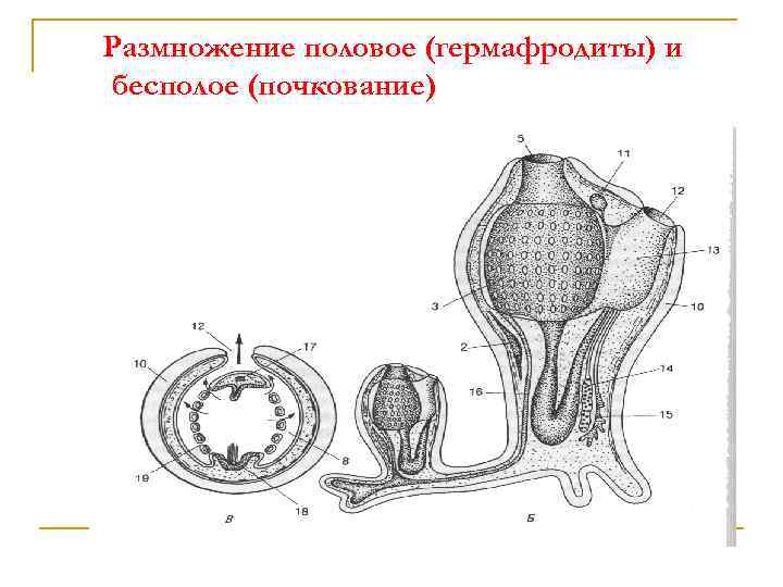 Гермафродиты схема. Двуполое размножение. Половое размножение гермафродиты. Что такое бесполое размножение гермафродита. Половое размножение двуполое.