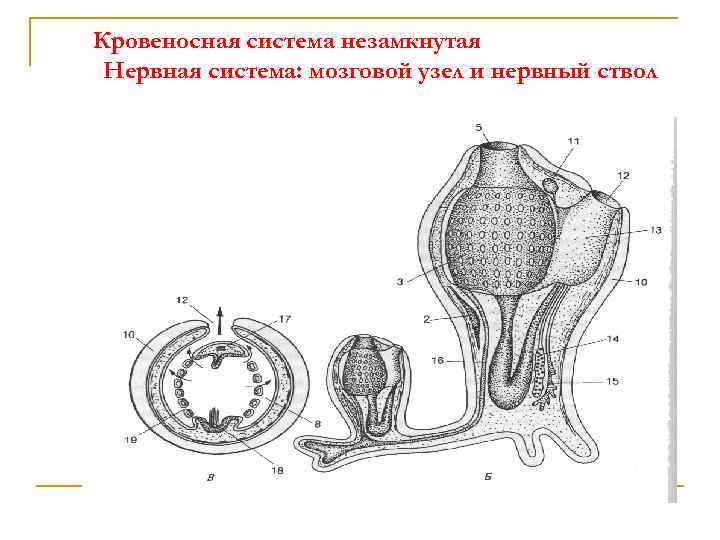 Кровеносная система незамкнутая Нервная система: мозговой узел и нервный ствол 